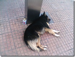 cão bebado na Lapa